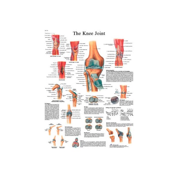 3B Anatomical Chart - Knee Joint, Sticky Back